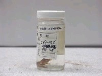 藏品(短吻小鰾鮈)的圖片